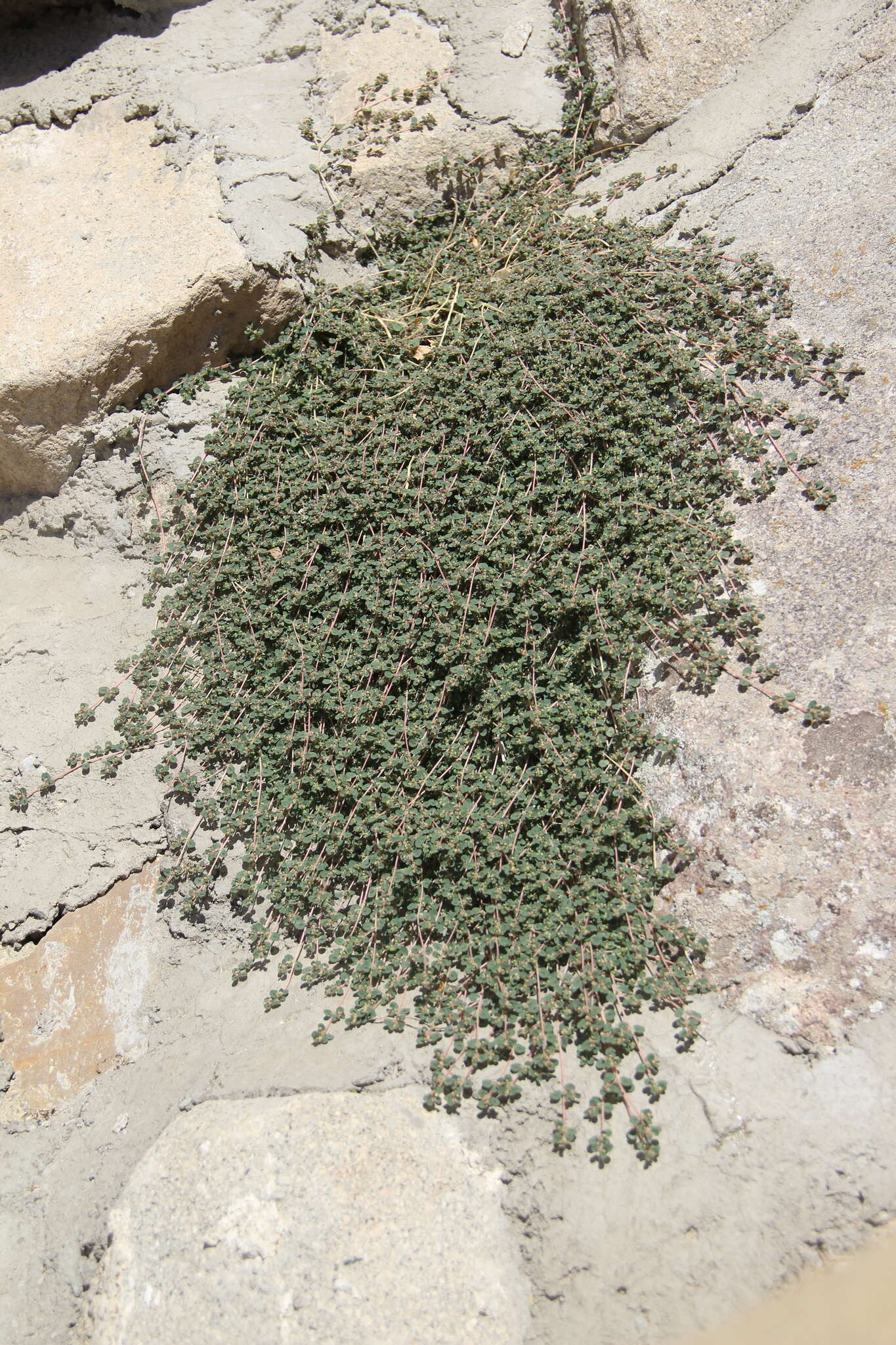 Image of Euphorbia chamaesyce L.