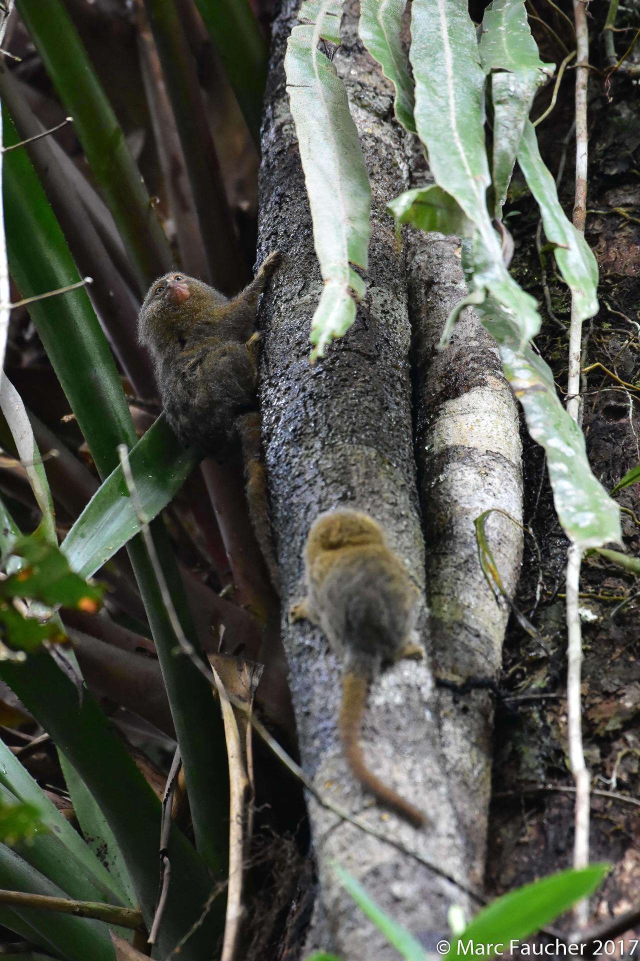 Image of pygmy marmoset