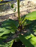 Image of Florida Indian plantain