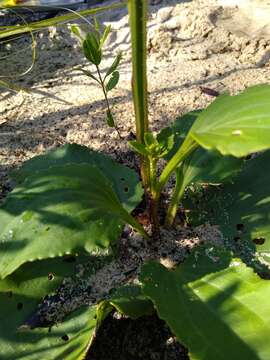 Arnoglossum floridanum (A. Gray) H. Robinson resmi