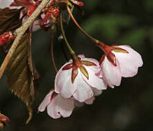 Image de Prunus sargentii Rehd.