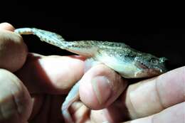 Image of American White Lipped Frog