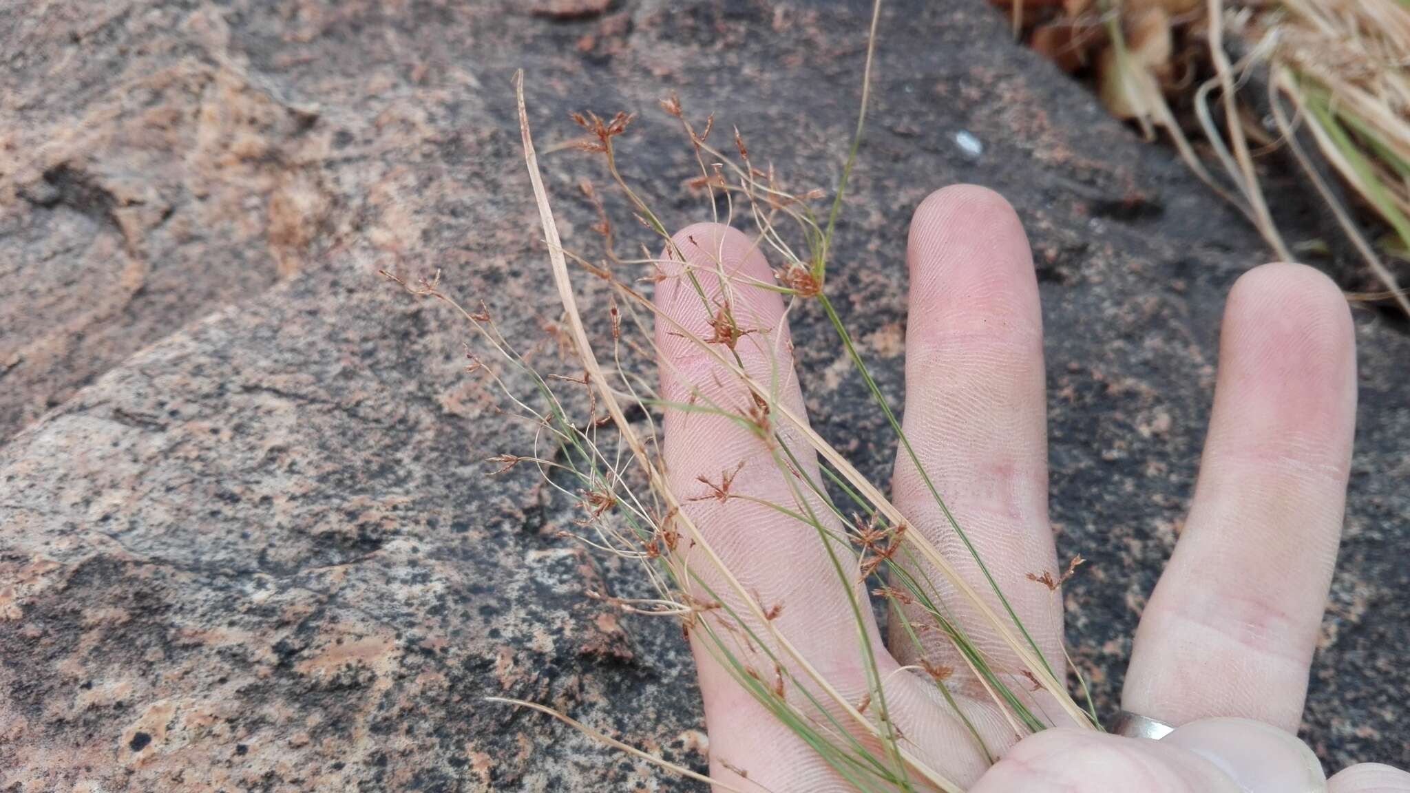 Image of Cyperus leptocladus Kunth