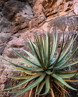 Слика од Agave utahensis subsp. kaibabensis (McKelvey) Gentry