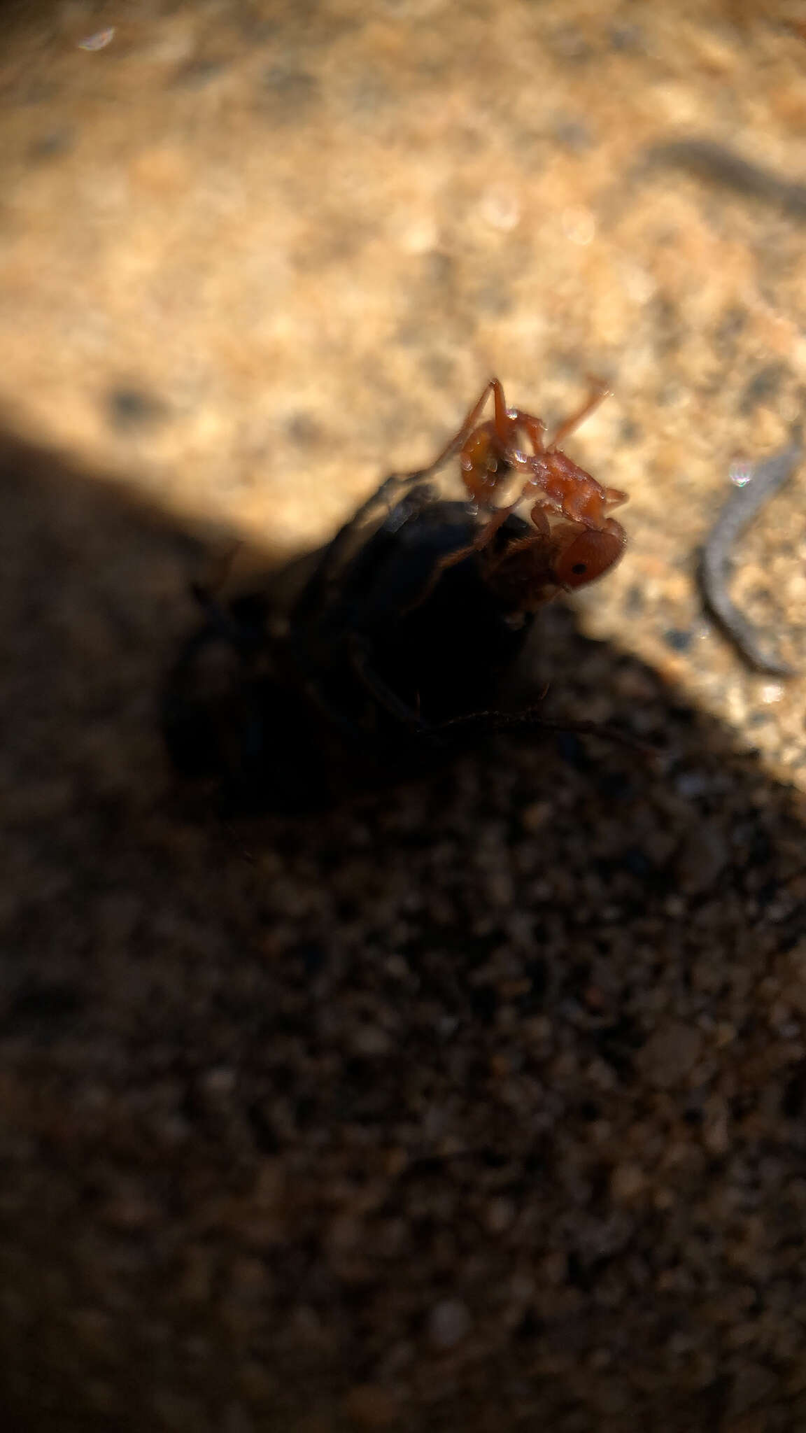 Image of Pogonomyrmex subnitidus Emery 1895