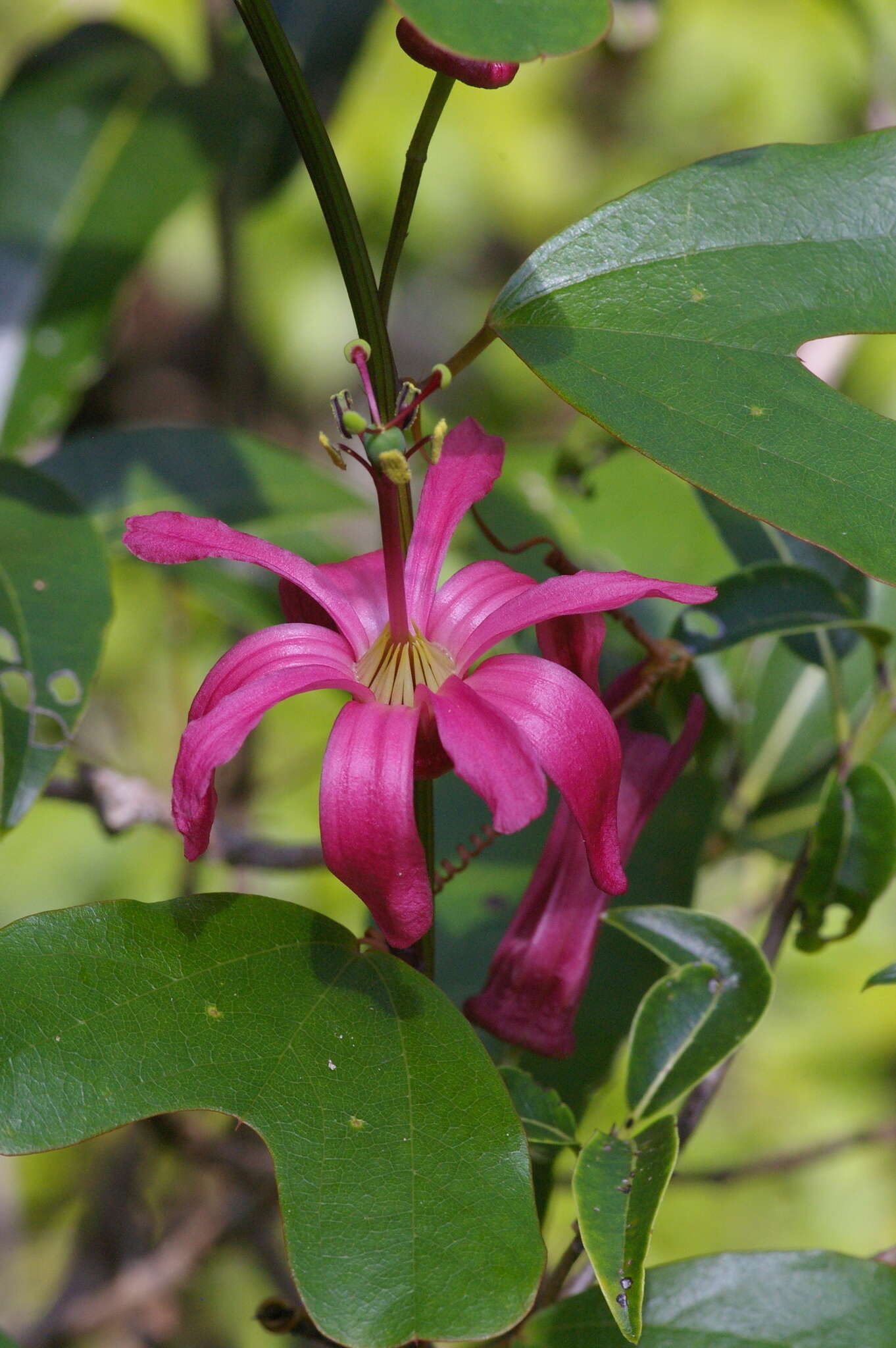 Passiflora cubensis Urb.的圖片