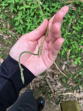 Image of Marsdenia formosana Masamune