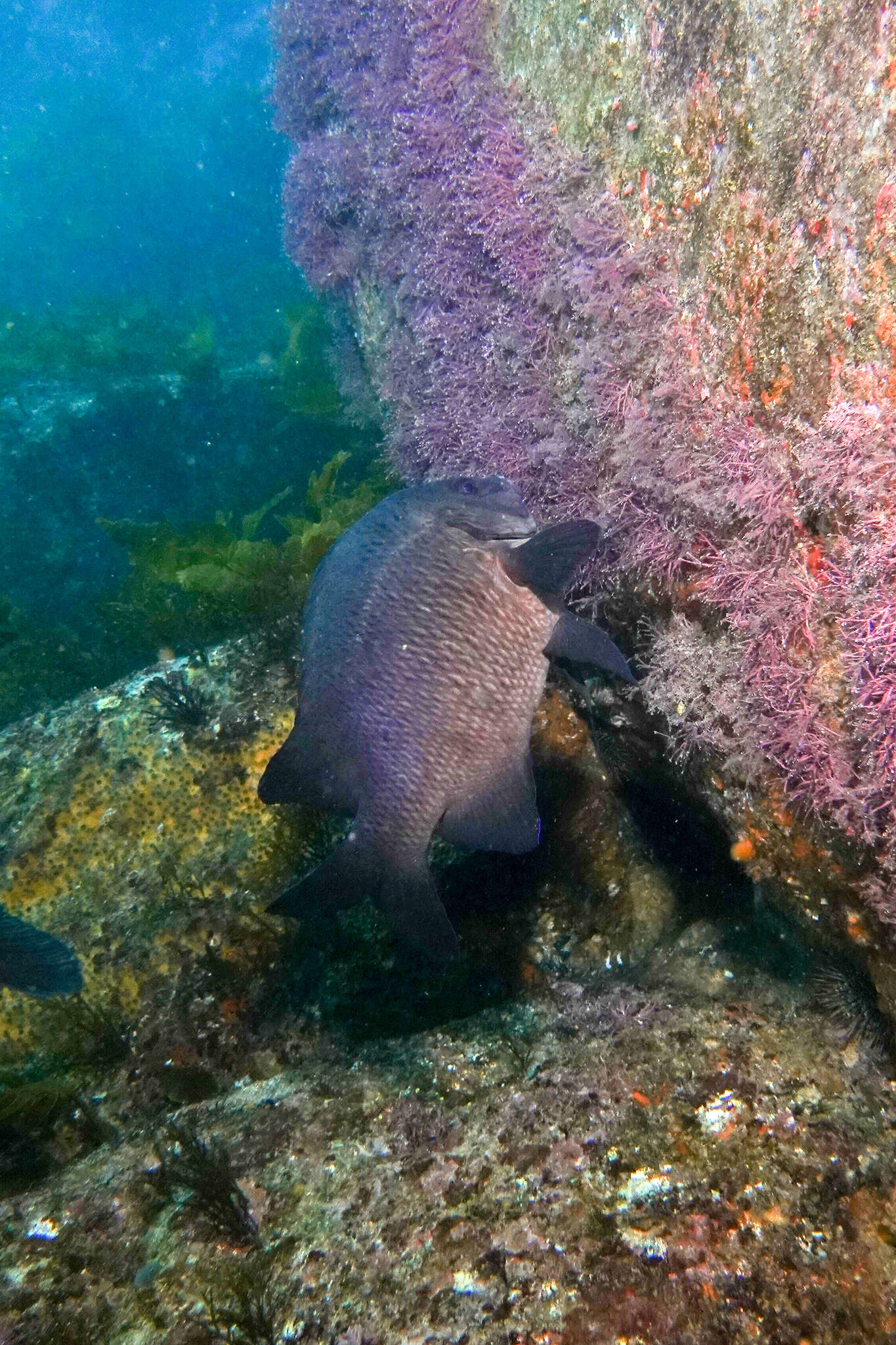 Image of New Zealand black angelfish