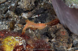 Image de Leander plumosus Bruce 1994