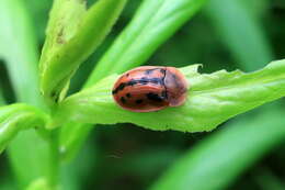 Image of Fleabane tortoise beetle