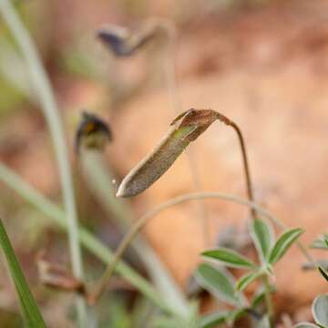 Image of Lotononis prostrata (L.) Benth.