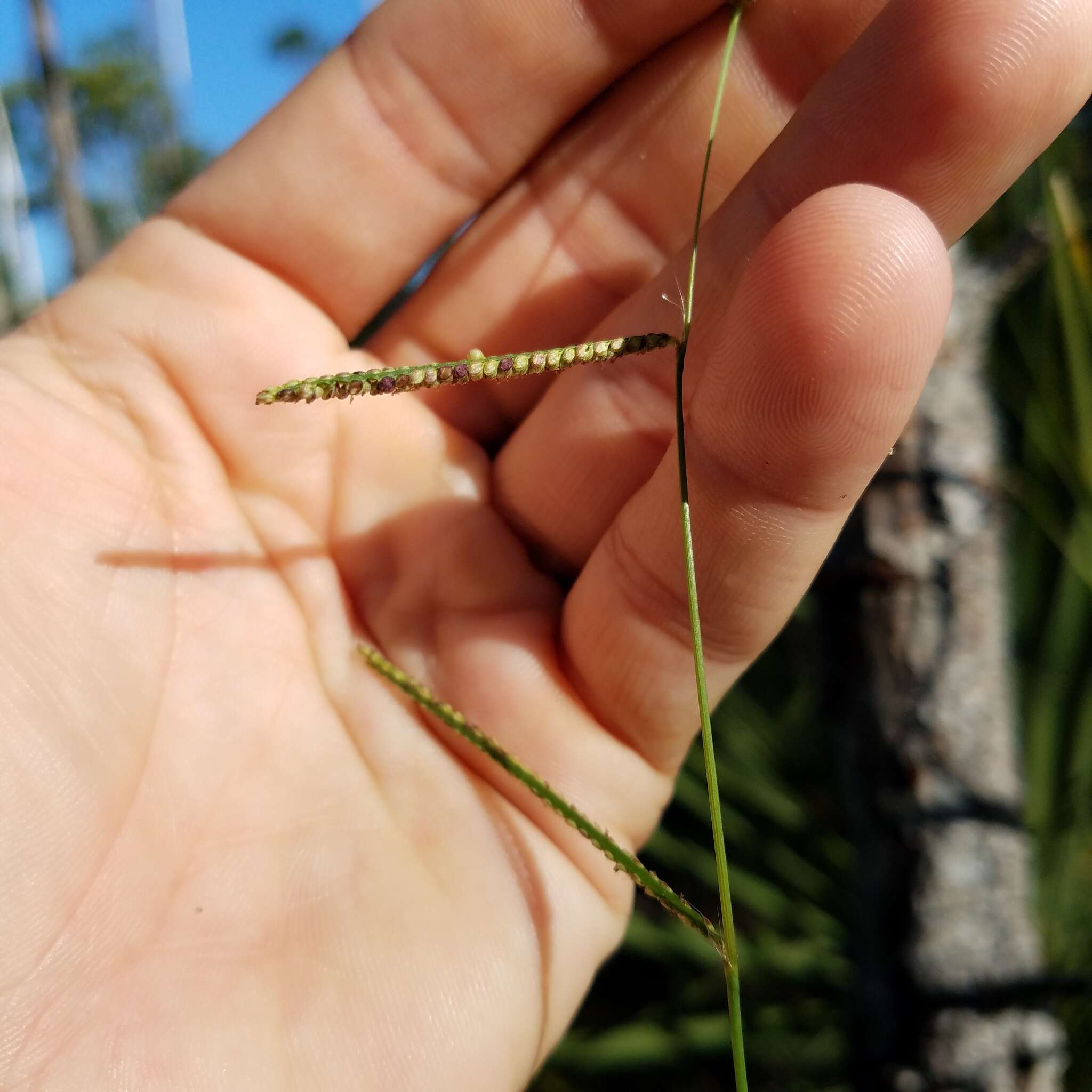 Image of Blodgett's Crown Grass