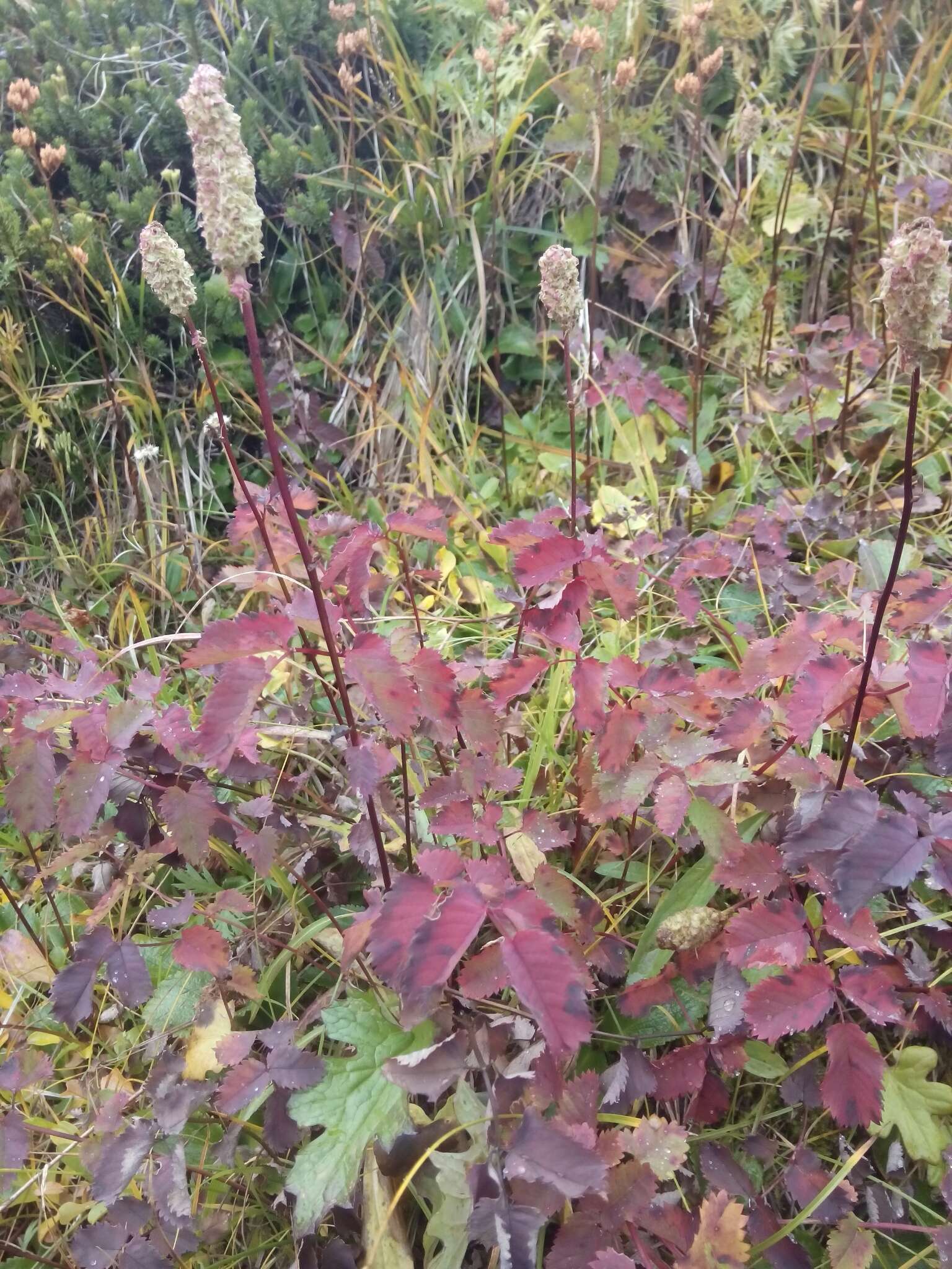 Image of Canadian burnet