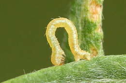 Image of tawny speckled pug