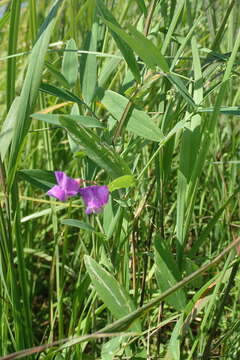 Lathyrus palustris subsp. pilosus (Cham.) Hulten的圖片