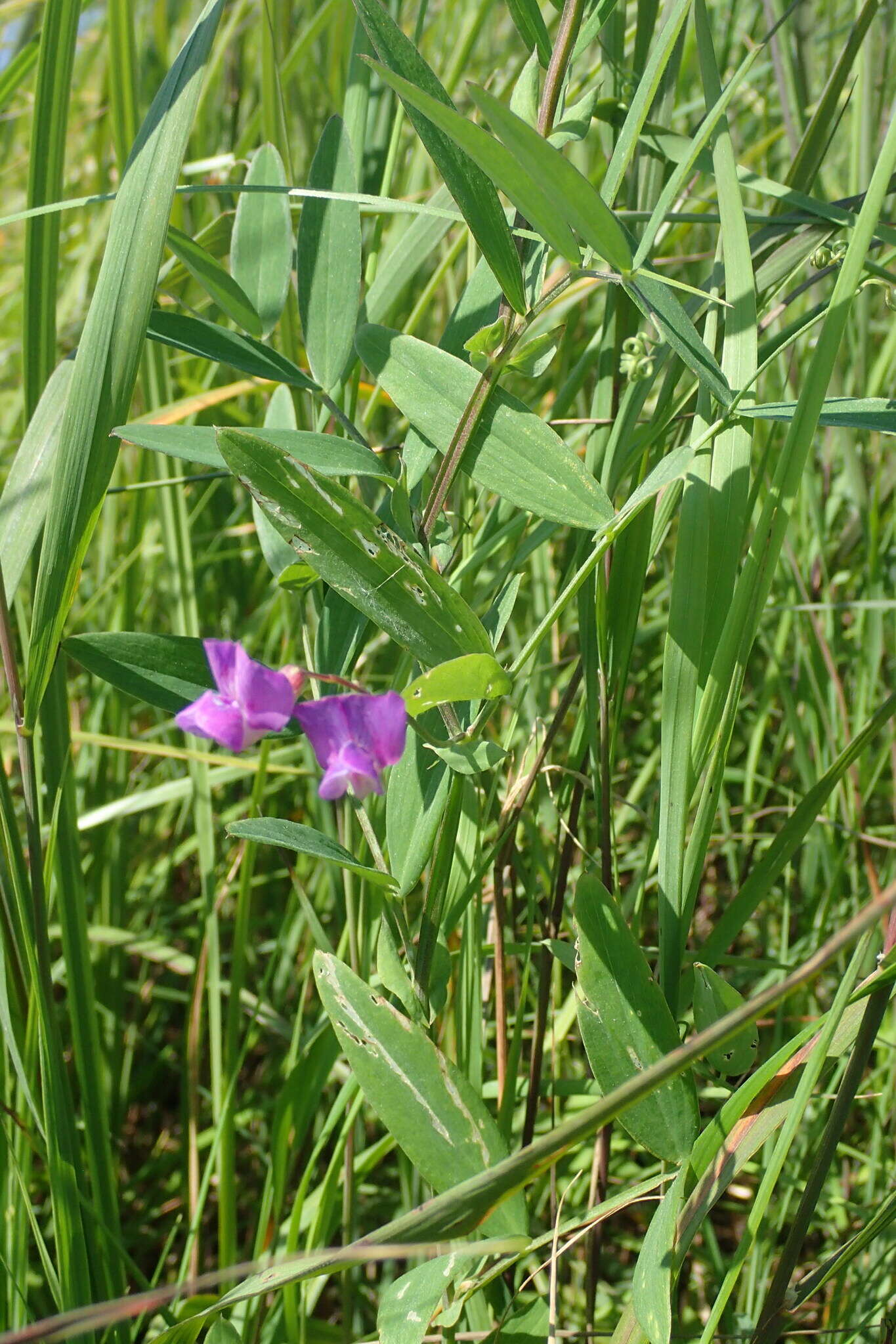 Слика од Lathyrus palustris subsp. pilosus (Cham.) Hulten