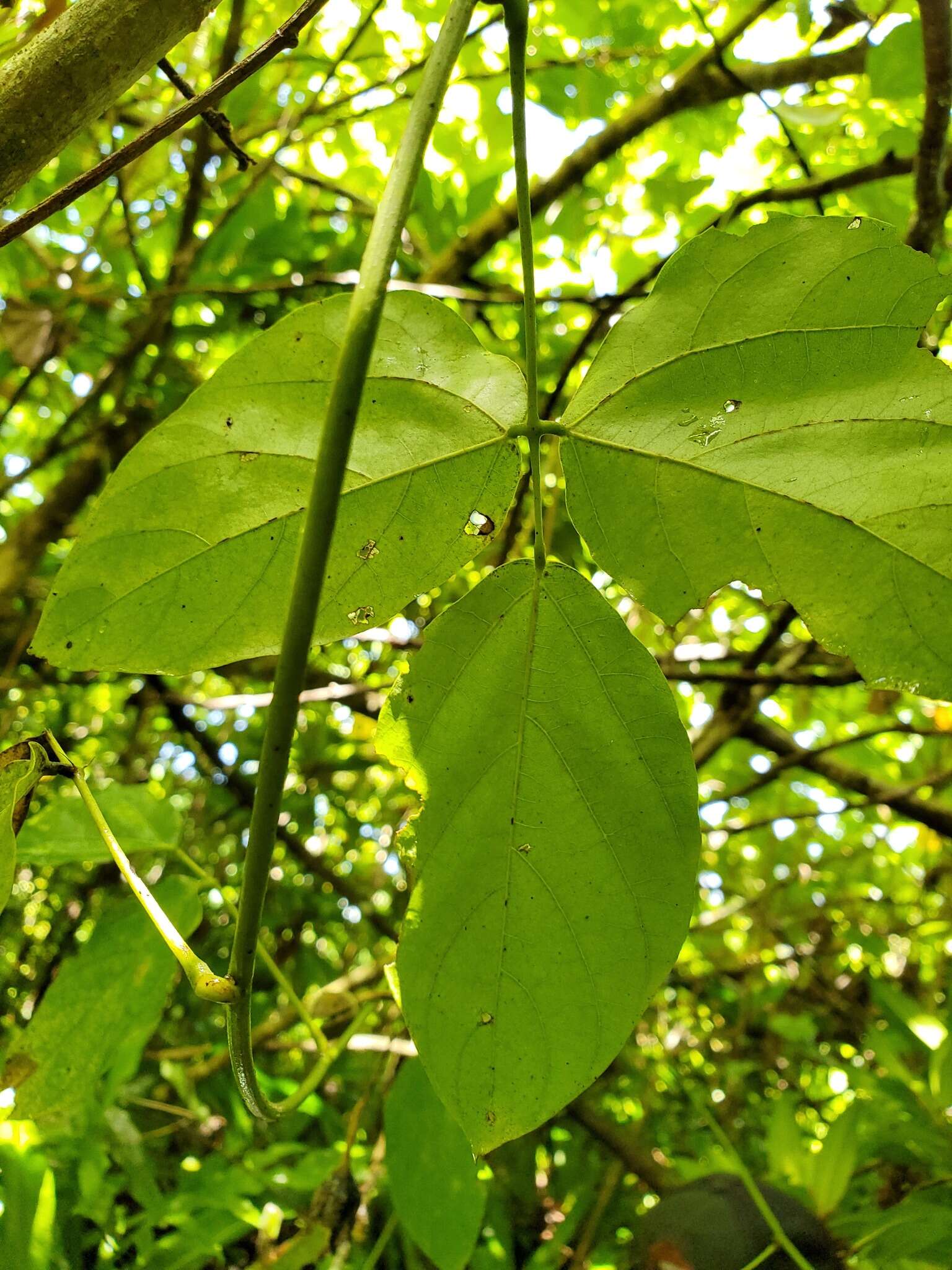 Mucuna gigantea (Willd.) DC. resmi