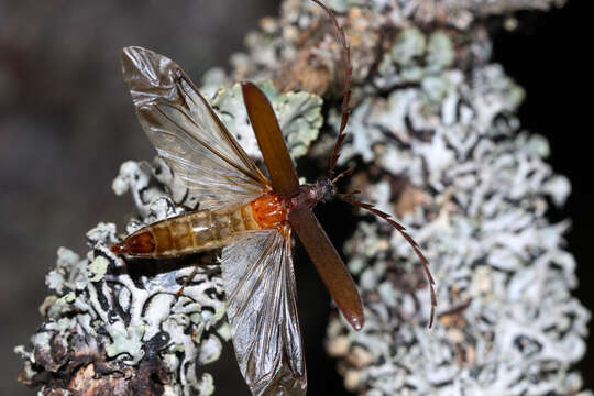 Image of Calopus serraticornis Rossi 1790