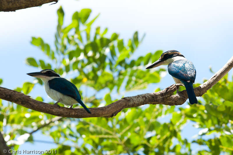 صورة Todiramphus sacer (Gmelin & JF 1788)