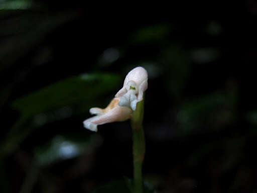 Image of Myrmechis gracilis (Blume) Blume