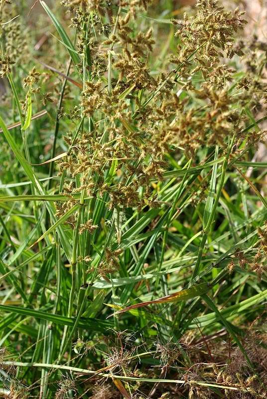 Image of Fuirena pubescens var. pubescens