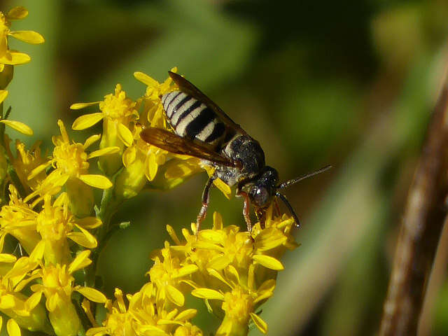 Слика од Epeolus autumnalis Robertson 1902