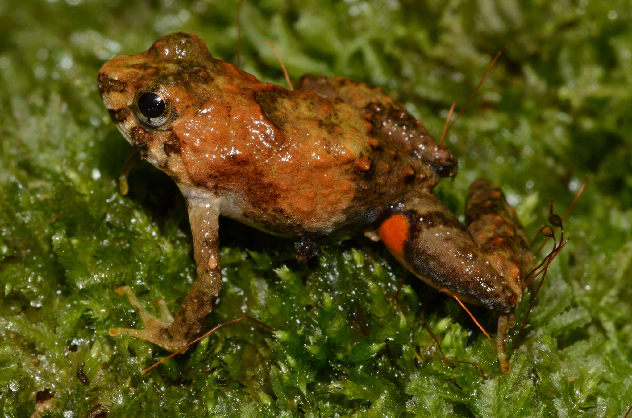 Image of Phrynobatrachus mayokoensis Rödel, Burger, Zassi-Boulou, Emmrich, Penner & Barej 2015
