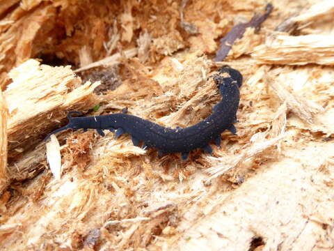 Image of Tallaganda velvet worm