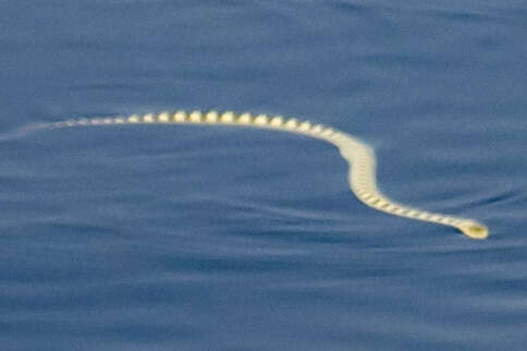 Image of Annulated Sea Snake