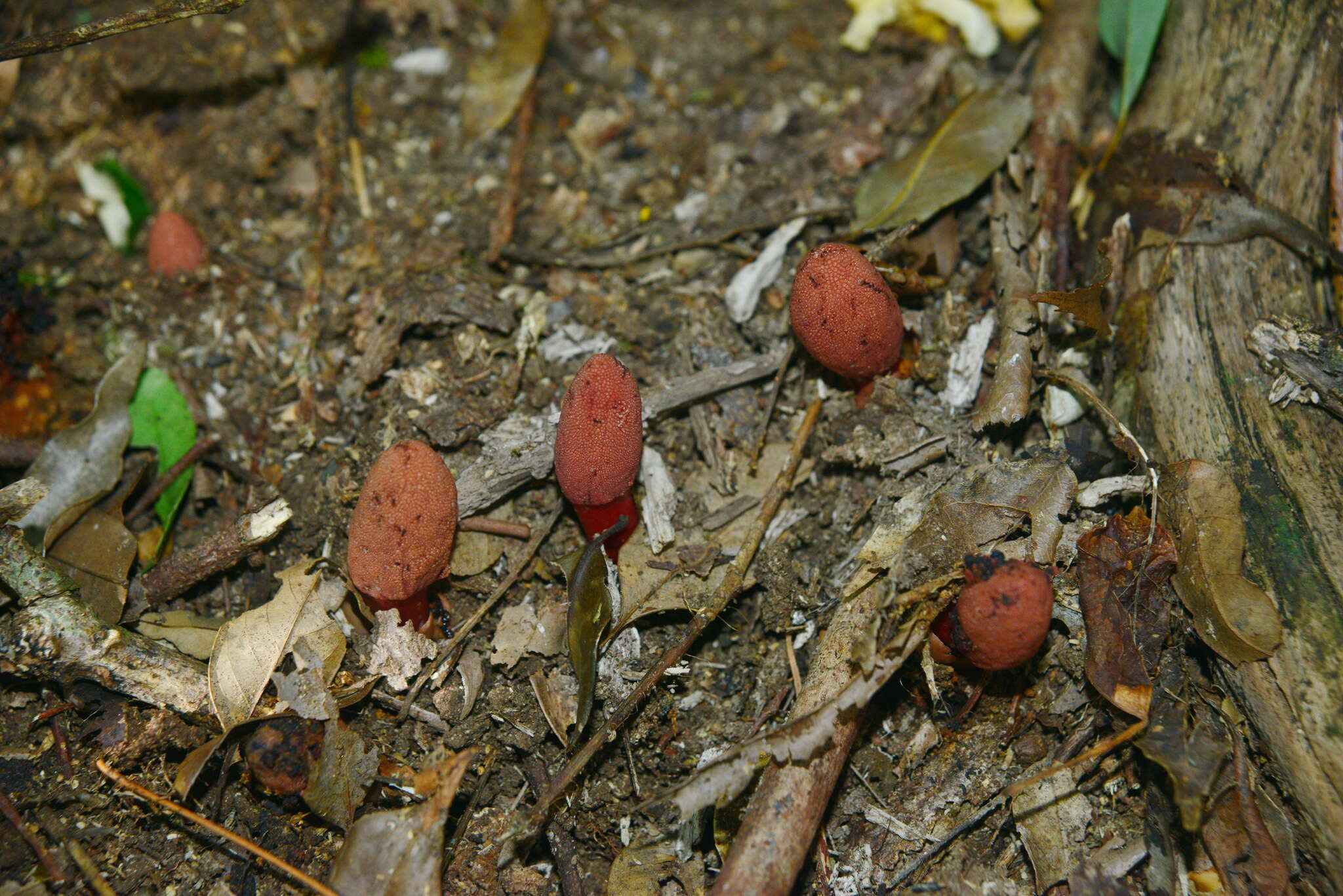 Image of Balanophora yakushimensis Hatusima & Masam.