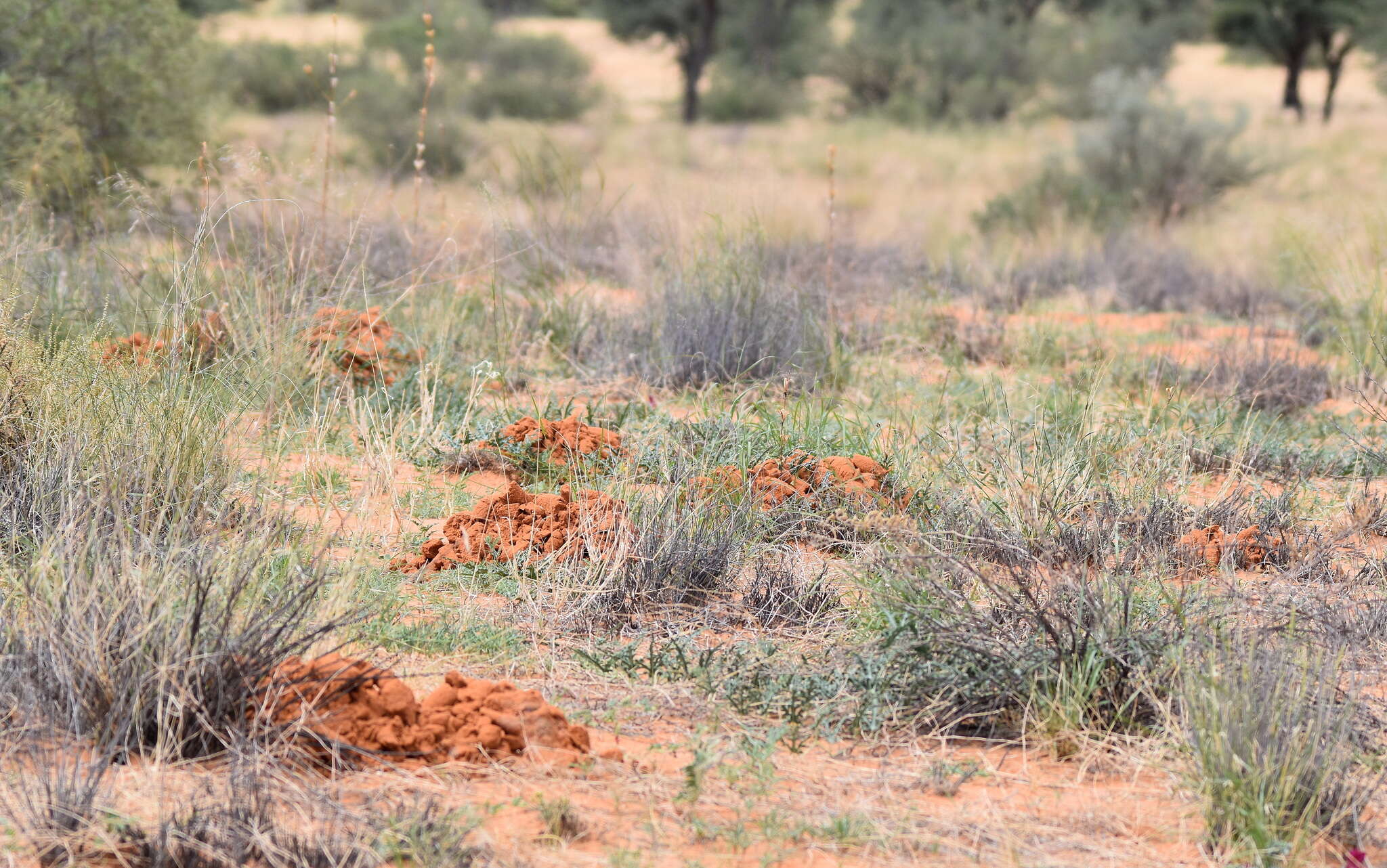 Image of Damaraland mole rat