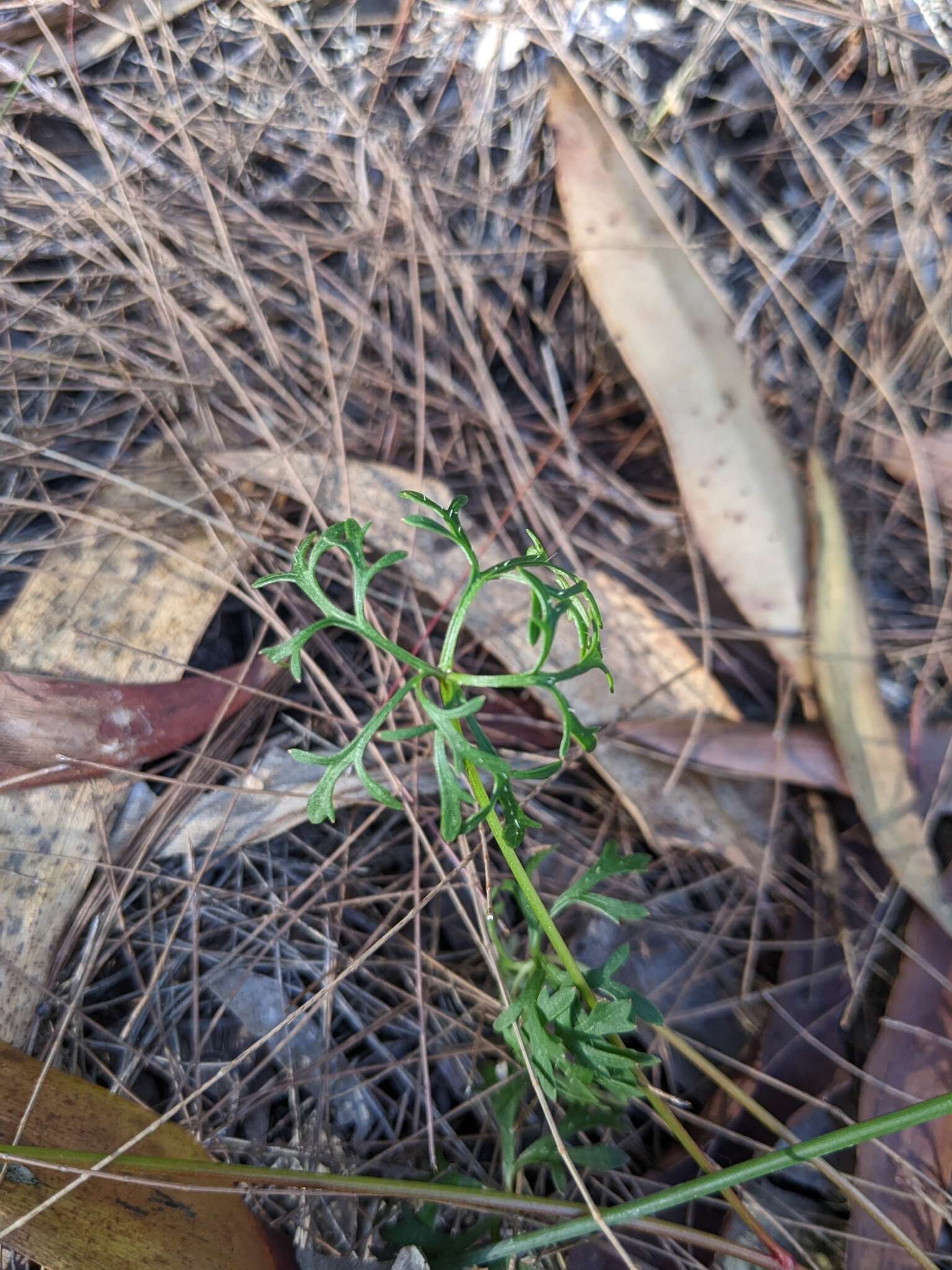 Image of Trachymene incisa subsp. incisa