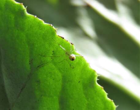 Image of Theridion frizzellorum Levi 1963