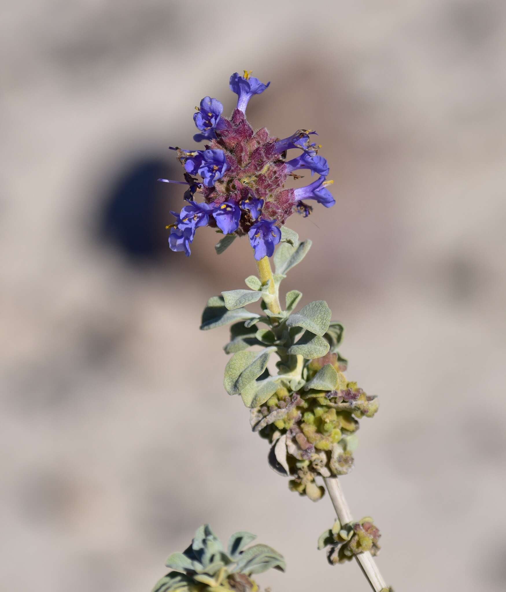 Imagem de Salvia dorrii var. pilosa (A. Gray) Strachan & Reveal