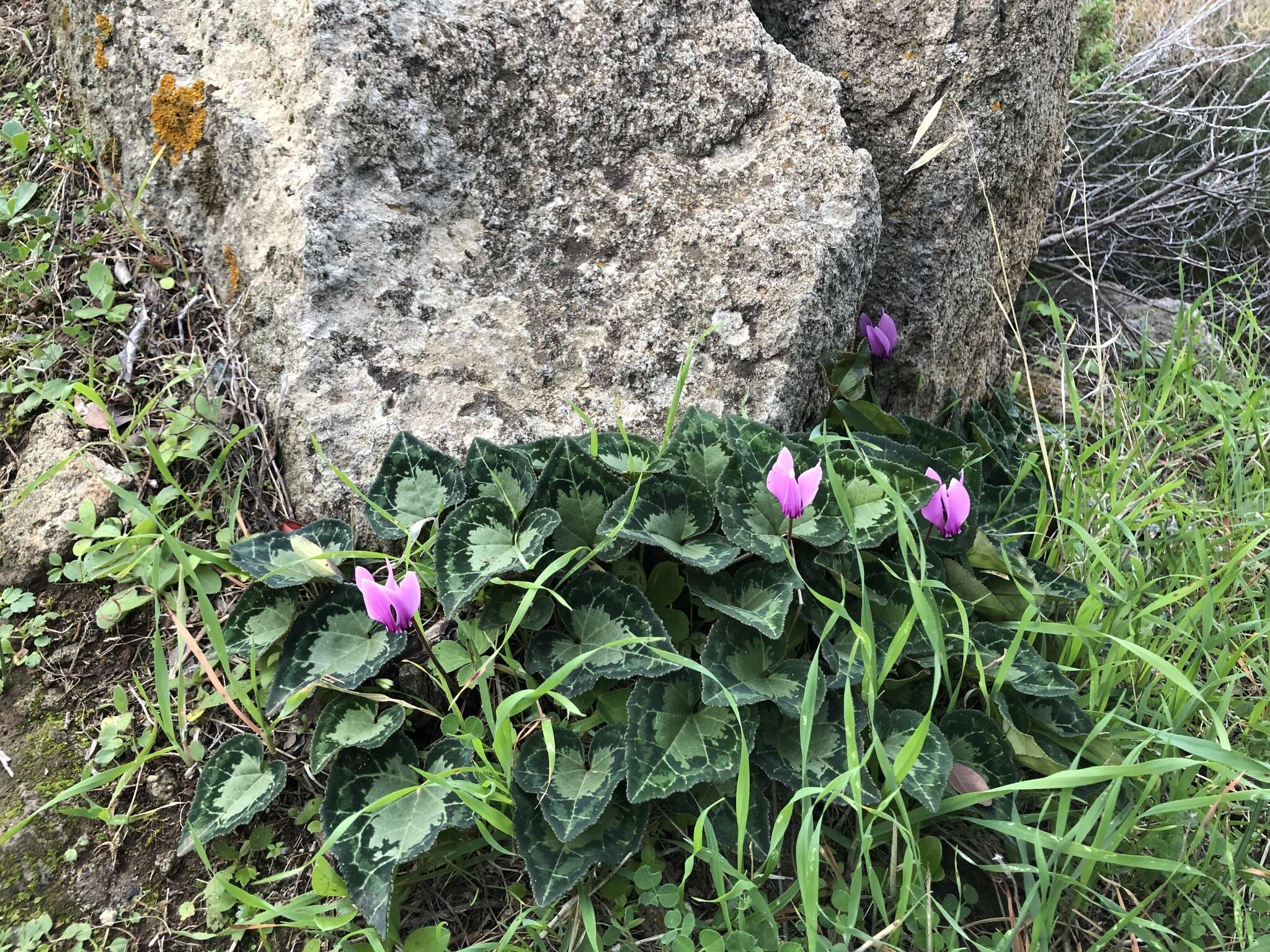 Image of Cyclamen graecum subsp. graecum