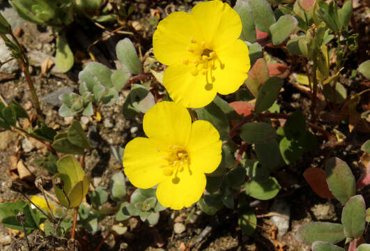 Image of beach suncup