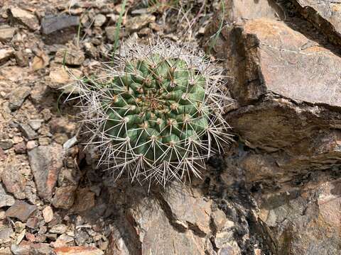 Imagem de Matucana formosa F. Ritter