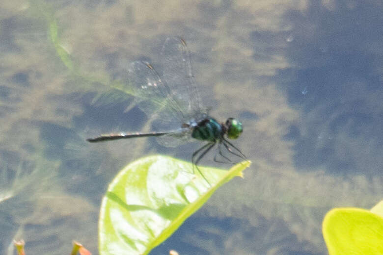 Imagem de Chalybeothemis fluviatilis Lieftinck 1933