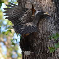 Image of African Grey Hornbill