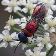 Imagem de Chrysis viridula L.