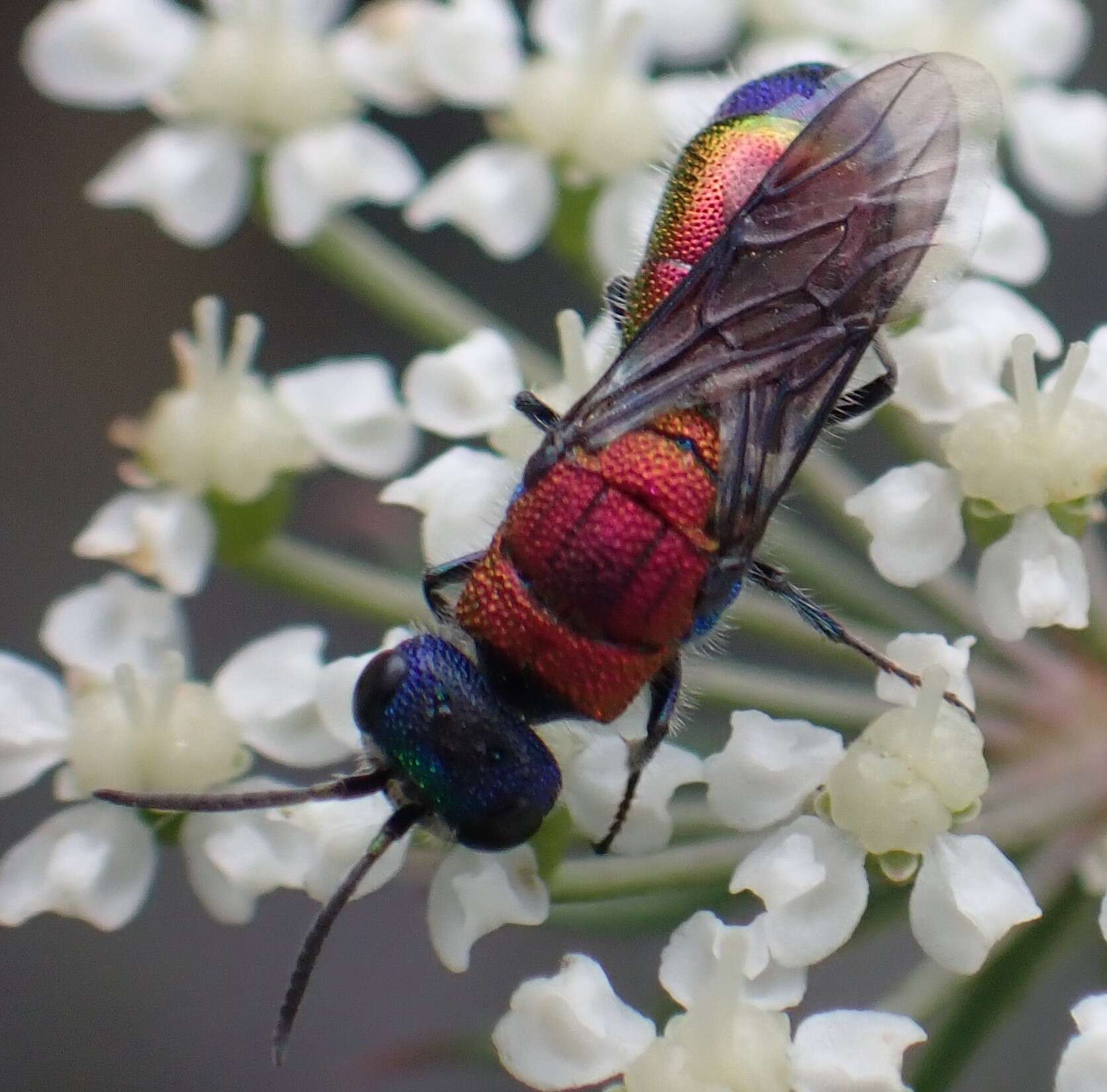 Imagem de Chrysis viridula L.