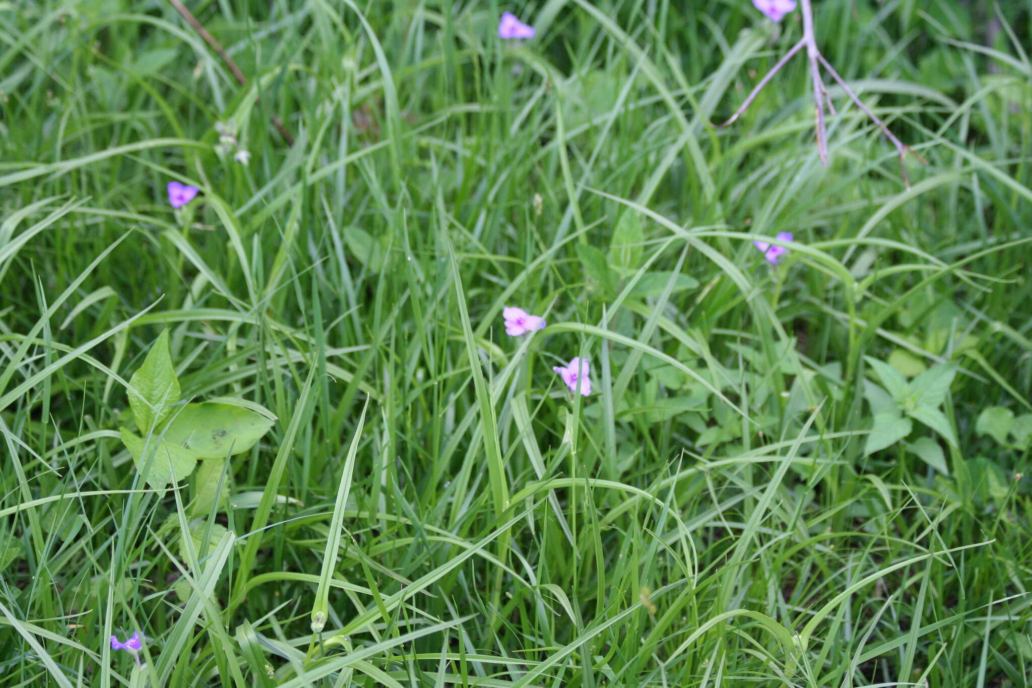 Image of longbract spiderwort