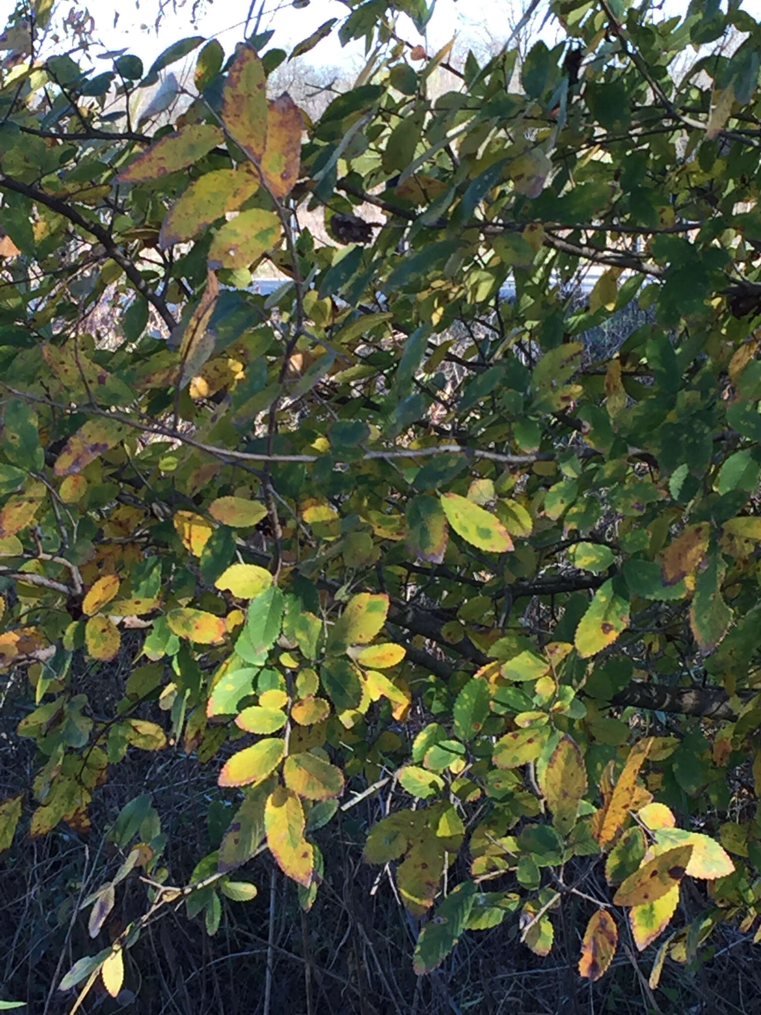 Image of cedar elm