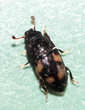 Image of Four-spotted Sap Beetle