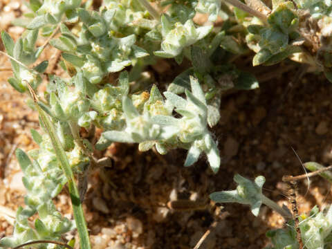 Image of Arizona cottonrose