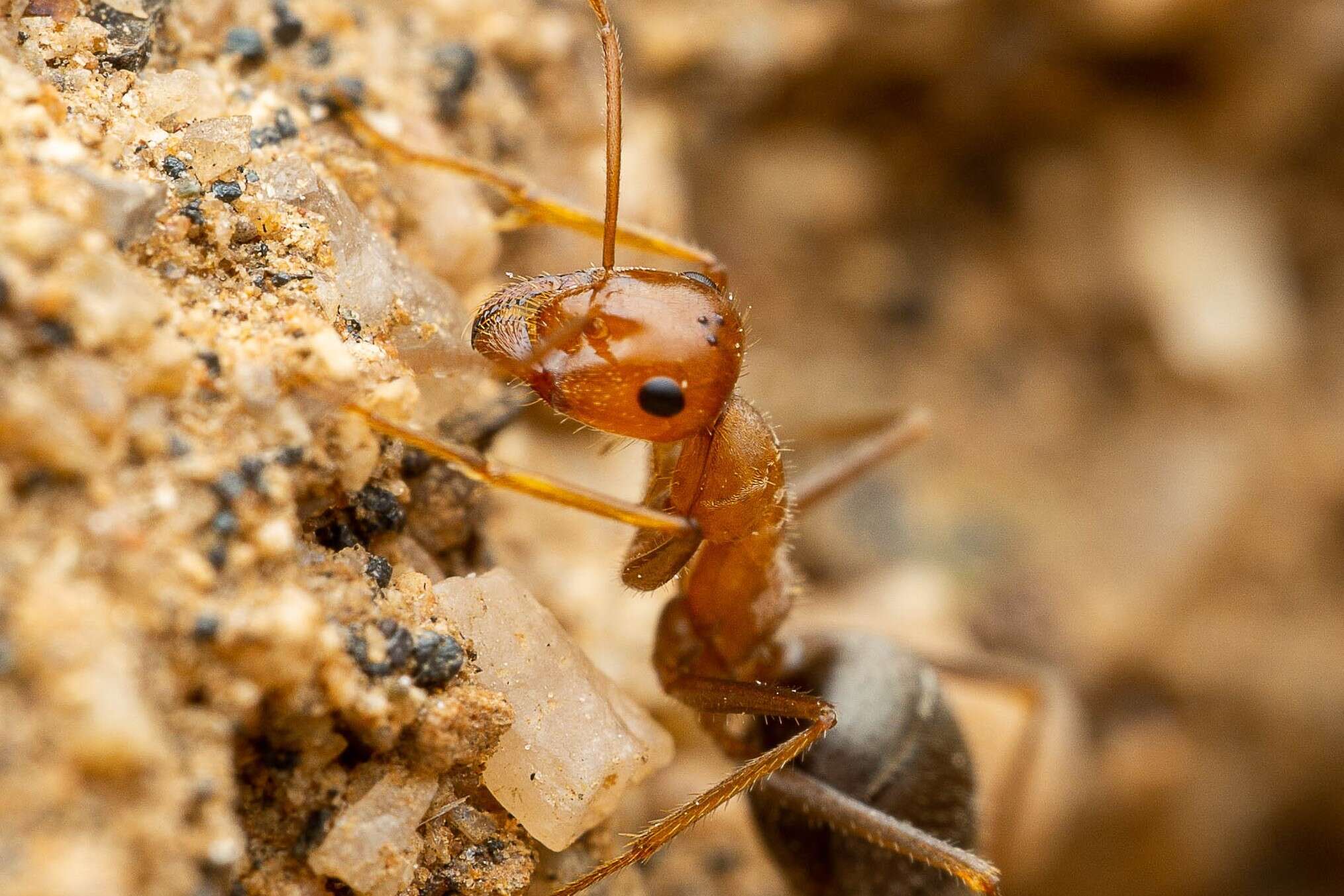 Image of Myrmecocystus semirufus Emery 1893