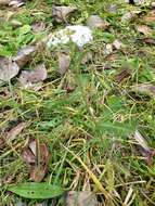 Image of Achillea collina J. Becker ex Rchb.