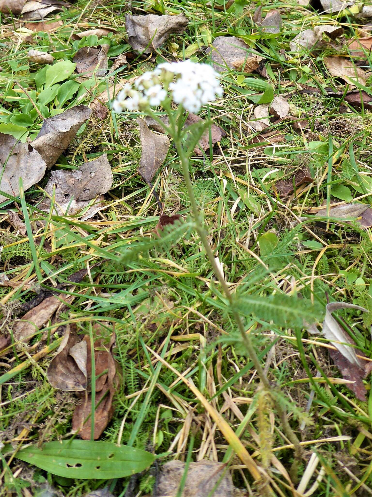 Image of Achillea collina J. Becker ex Rchb.