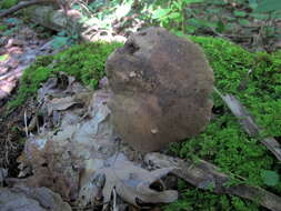 Imagem de Tylopilus atronicotianus Both 1998