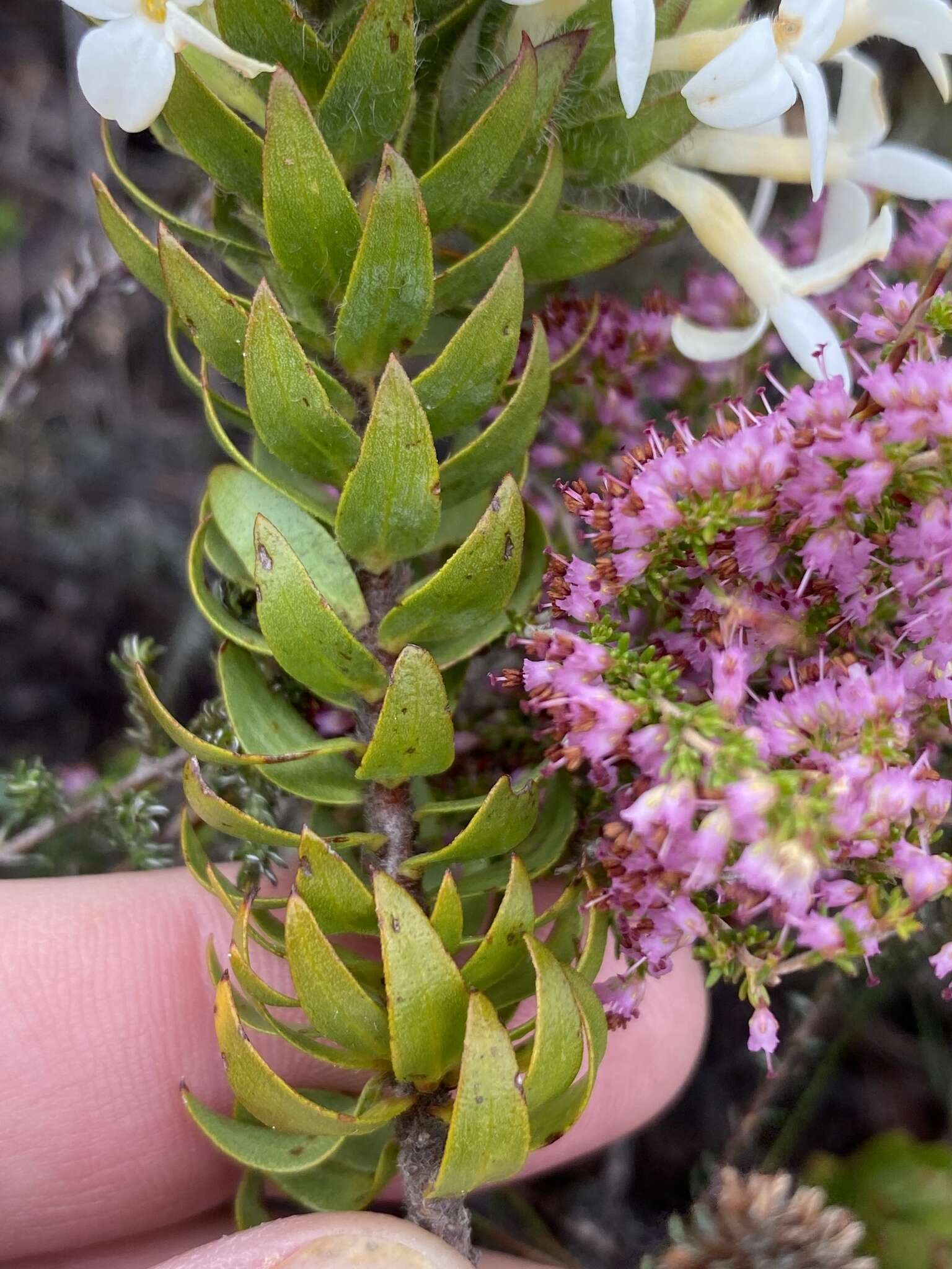 Image of Gnidia ornata (Meissn.) Gilg